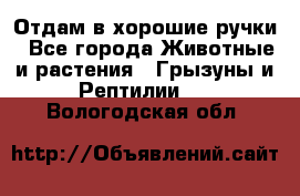 Отдам в хорошие ручки - Все города Животные и растения » Грызуны и Рептилии   . Вологодская обл.